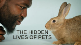 The Hidden Lives of Pets 2022